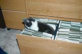 20031230_Kitty Kat_033